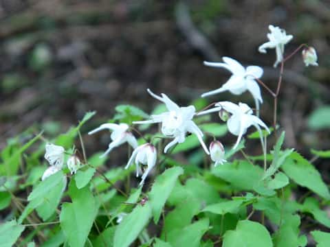 Epimedium grandiflorum var. thunbergianum