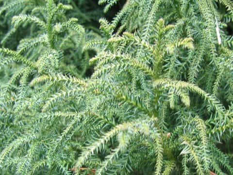 Cryptomeria japonica cv. lycopodioides