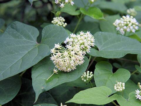 Cynanchum caudatum