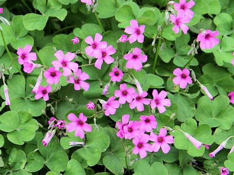 Oxalis articulata