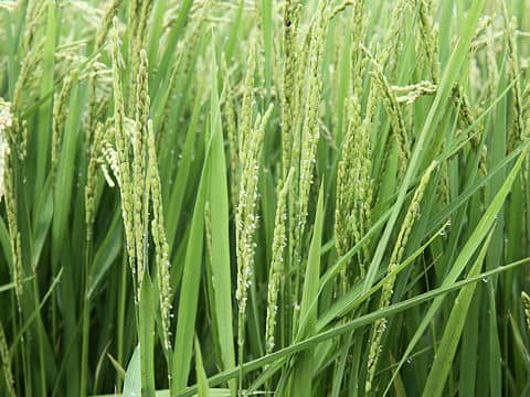 Oryza sativa