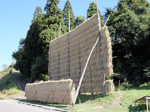Oryza sativa