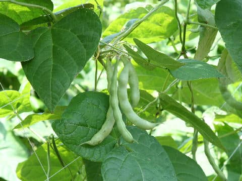 Phaseolus vulgaris