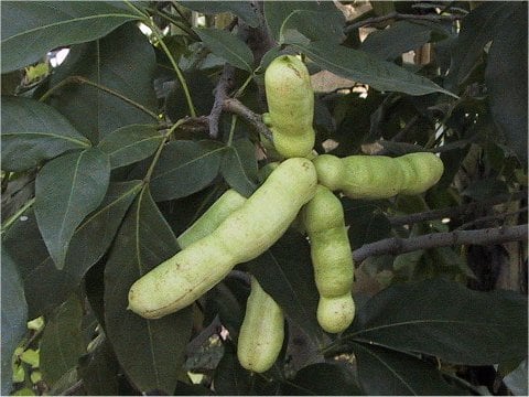 Inga urugnensis
