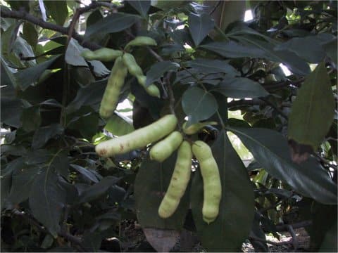 Inga urugnensis