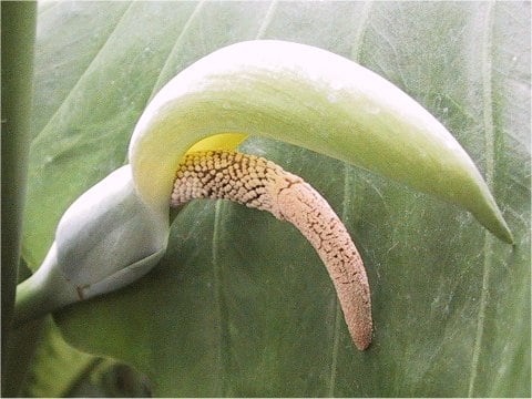 Alocasia macrorrhiza