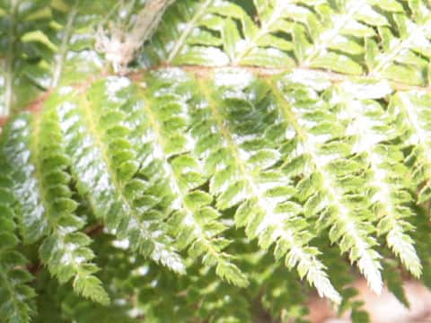 Polystichum polyblepharum