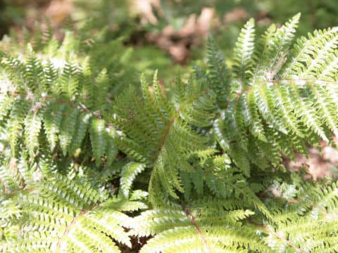 Polystichum polyblepharum