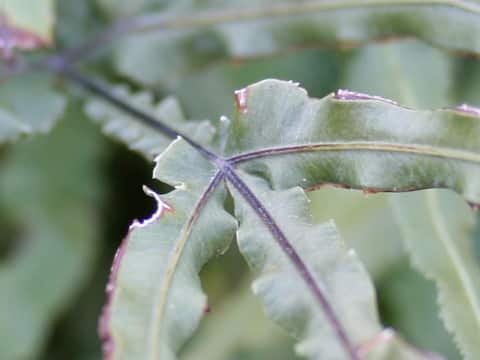Pteris multifida