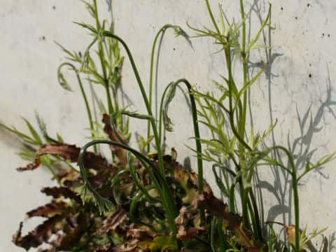 Pteris multifida