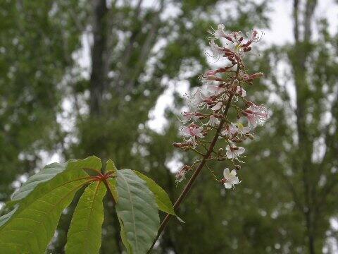 Aesculus indica