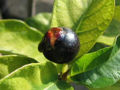Ficus erecta