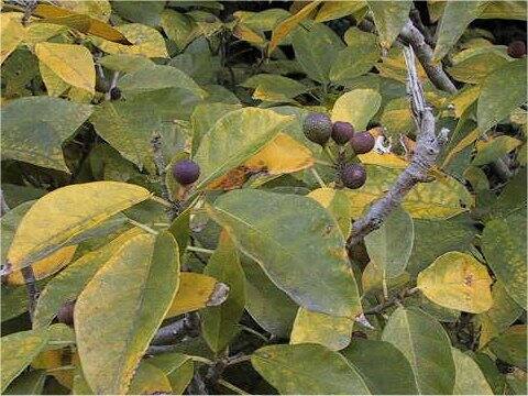 Ficus erecta