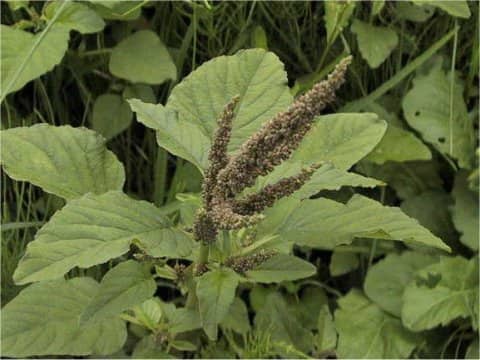 Amaranthus lividus var. ascendens