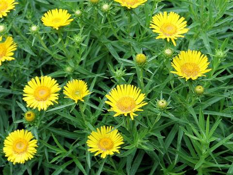 Inula ensifolia