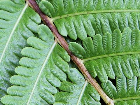 Onoclea orientalis