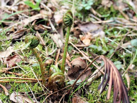 Onoclea orientalis