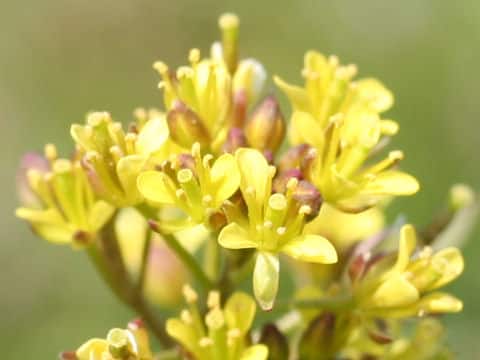 Rorippa indica