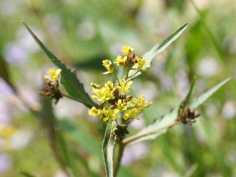 Rorippa indica
