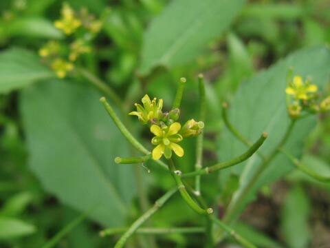 Rorippa indica