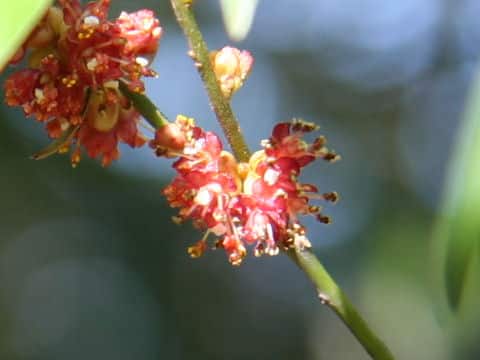 Neolitsea aciculata