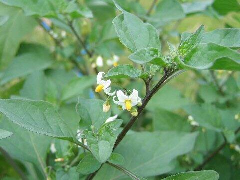 Solanum nigrum