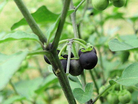 Solanum nigrum