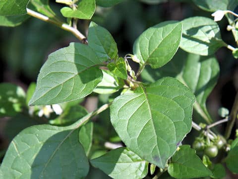 Solanum nigrum