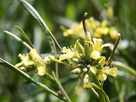 Sisymbrium orientale