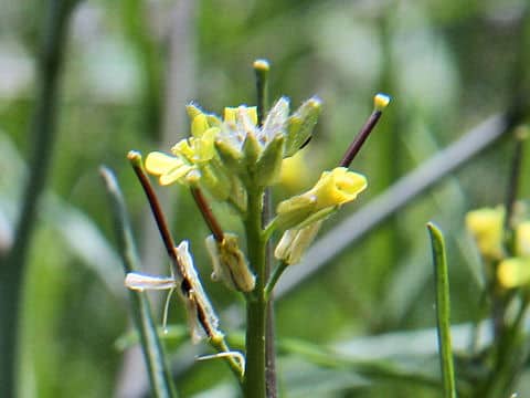Sisymbrium orientale