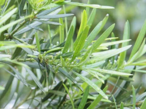 Podocarpus macrophyllus