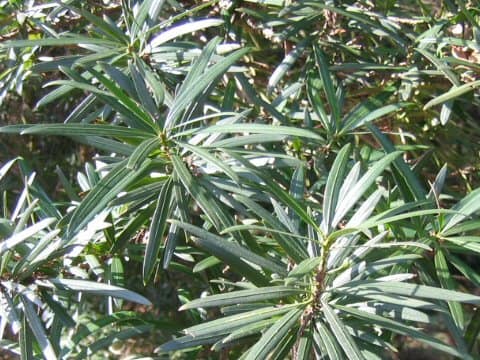 Podocarpus macrophyllus