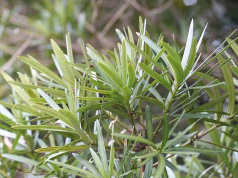 Podocarpus macrophyllus