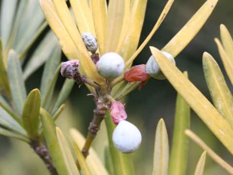 Podocarpus macrophyllus