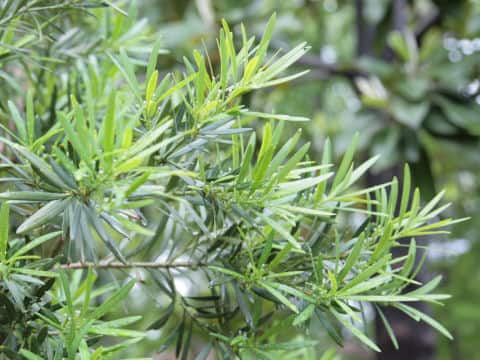 Podocarpus macrophyllus