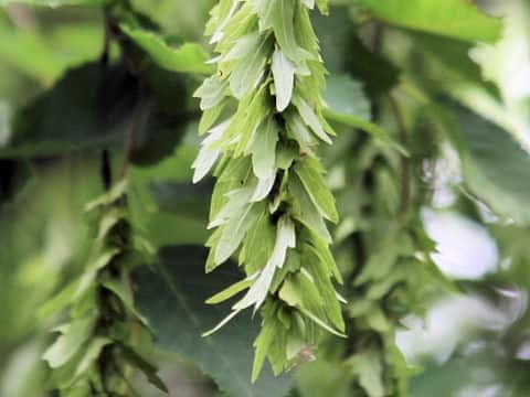 Carpinus tschonoskii