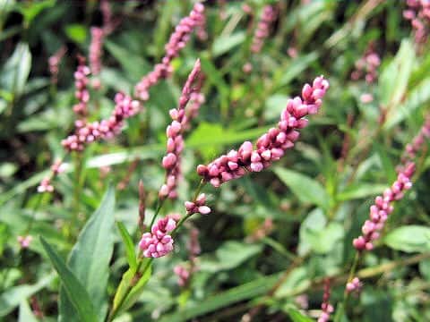 Persicaria longiseta