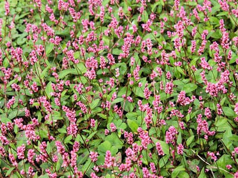 Persicaria longiseta