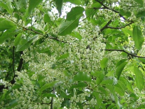 Prunus buergeriana