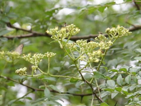 Zanthoxylum schinifolium