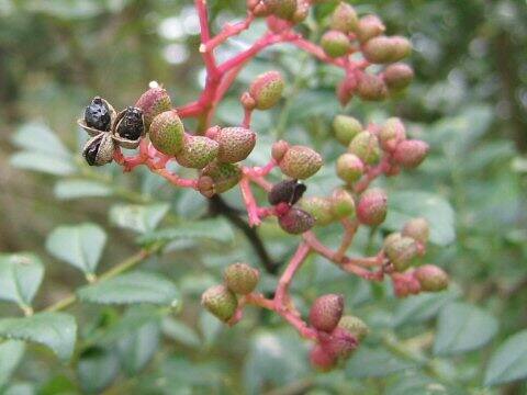 Zanthoxylum schinifolium