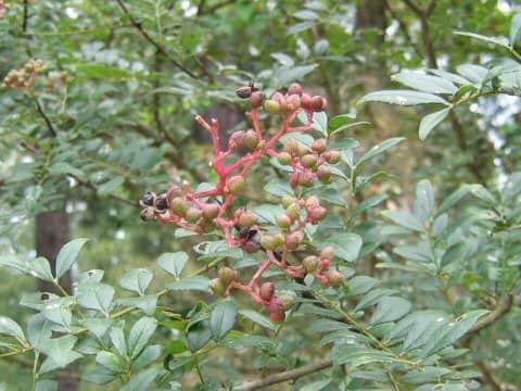 Zanthoxylum schinifolium