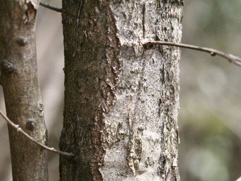 Zanthoxylum schinifolium