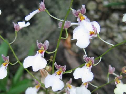 Ionopsis utricularioides
