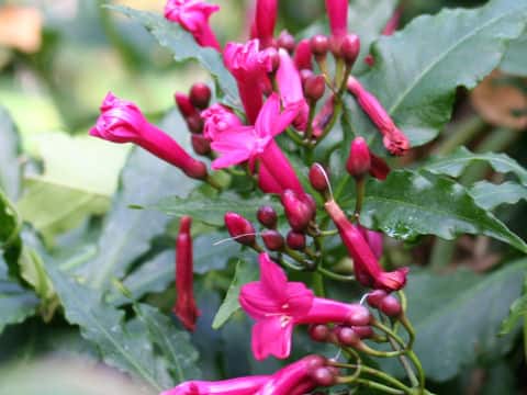 Ipomoea horsfalliae