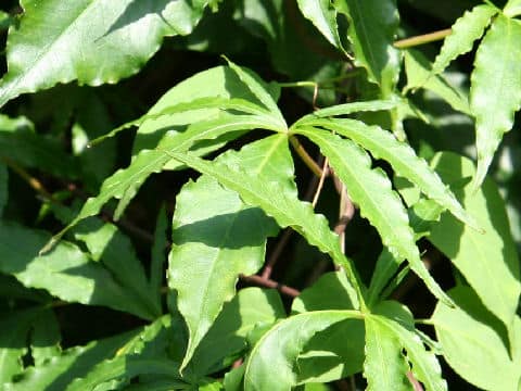 Ipomoea horsfalliae