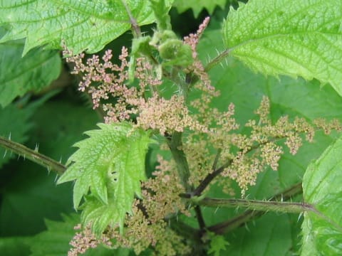 Urtica thunbergiana