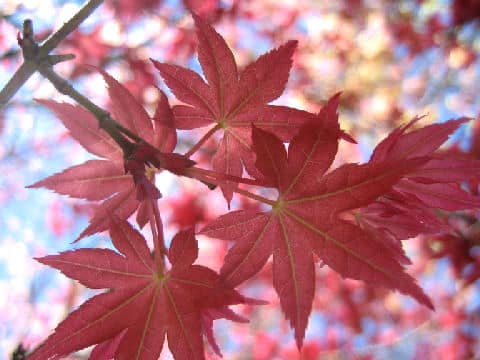Acer palmatum cv. Beni sengoku