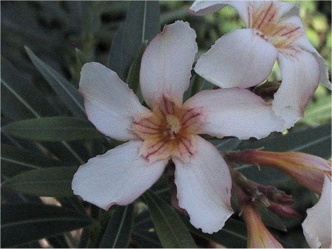 Nerium oleander var. kotschyi