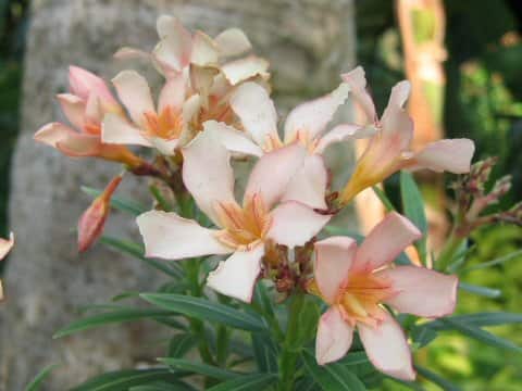 Nerium oleander var. kotschyi